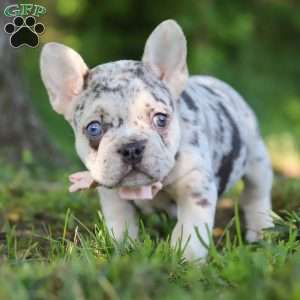 Peggy, French Bulldog Puppy